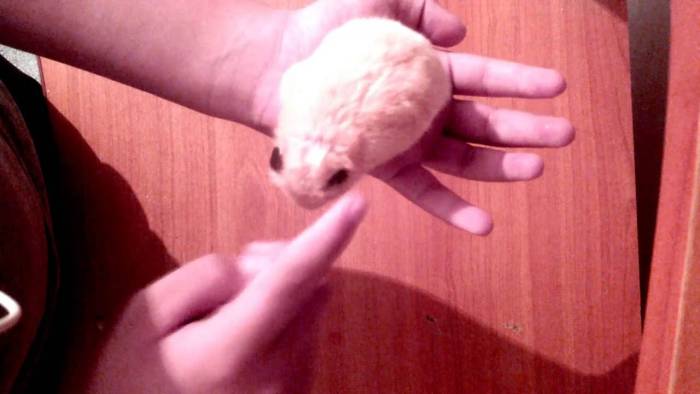 Как приучить джунгарика и сирийского хомяка к рукам: приручение после покупки