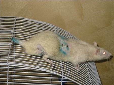 Как определить срок беременности у крыс