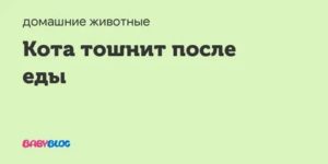 Кошку рвет после еды непереваренной пищей: причины, что делать