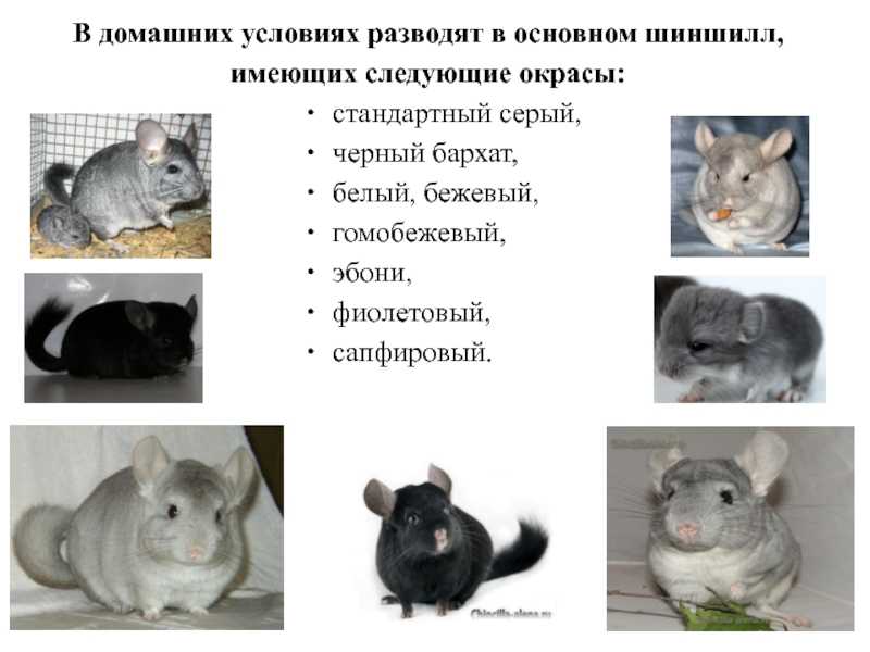 Породы, виды и окрасы шиншилл