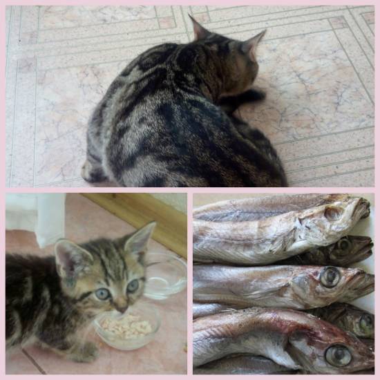 Можно ли кошкам рыбу: сколько можно давать, в чем польза и вред, какую нельзя, сочетание с кормами — правила содержания и разведения кошек с ветеринаром евгением кулешовым