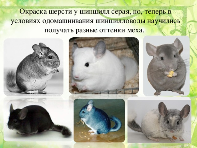 Домашняя шиншилла — уход, содержание, чем кормить