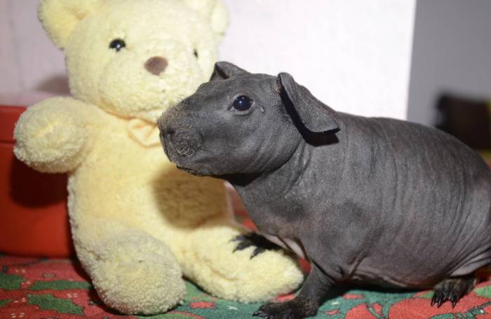 Морская свинка