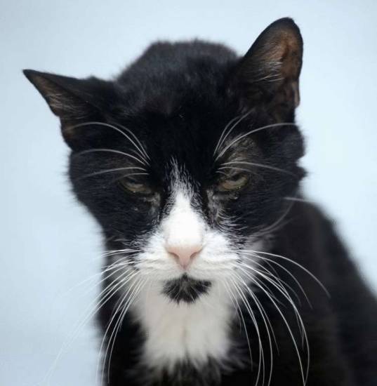 Почему седеют волосы - причины и лечение в санкт-петербурге