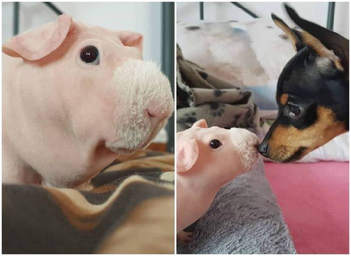 Популярные породы морских свинок – есть ли разница в уходе? фото пород и основных разновидностей морских свинок