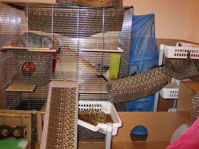 Домашние игрушки, кровати, клетки и аксессуары для домашних крыс - рассказы 2023