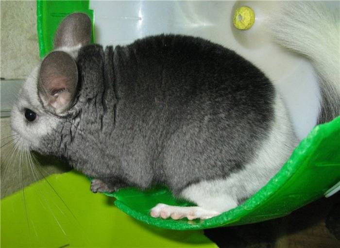 Воняют ли шиншиллы в квартире? - будет или нет запах, основные причины, как избавиться от него