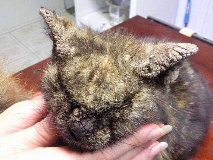 Струпья на шее и на теле у кошки: причины и лечение