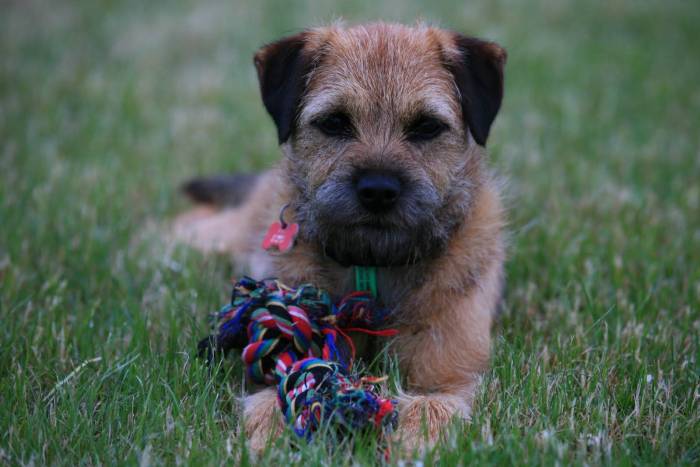 Бордер-терьер: описание породы, стандарты и особенности содержания