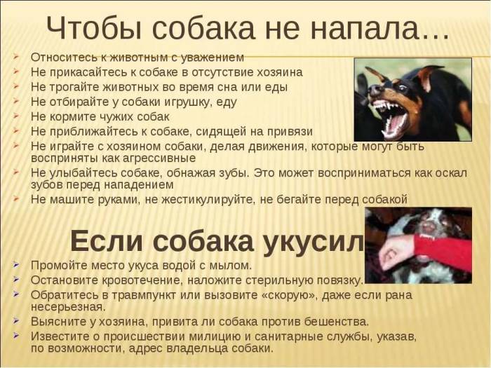 Что делать, если вас укусила собака? | памятки и инструкции | вопрос-ответ