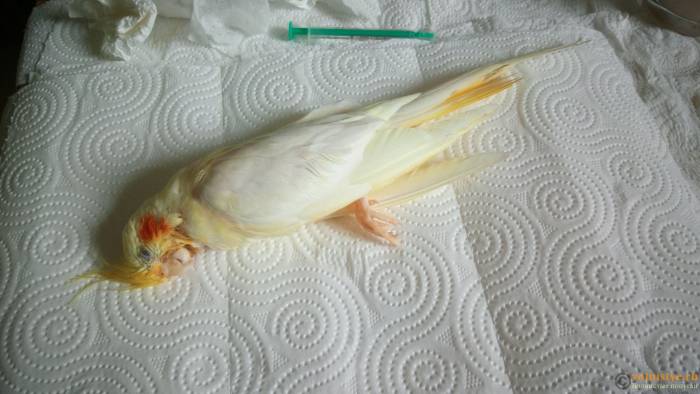 Мышечные судороги - лечение, симптомы, причины, диагностика | центр дикуля