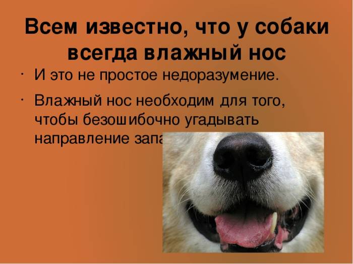 Какой должен быть нос у здоровой собаки | ваши питомцы