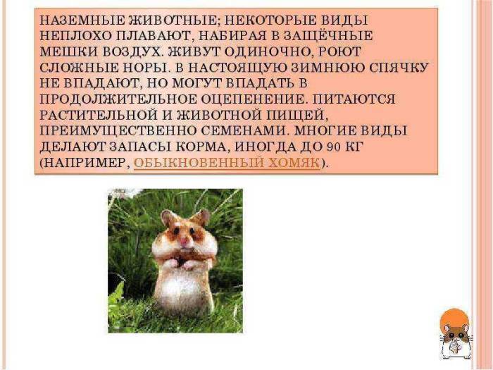 Спячка у хомяков симптомы