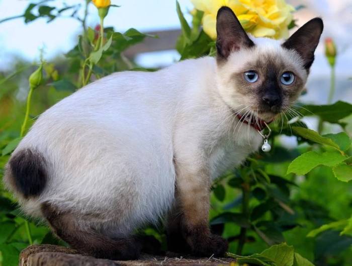 Меконгский бобтейл, описание породы, фото, характер, окрас, уход, история, здоровье