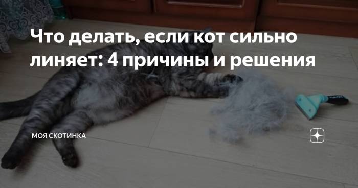 Как уменьшить объем линьки у кошек - wikihow