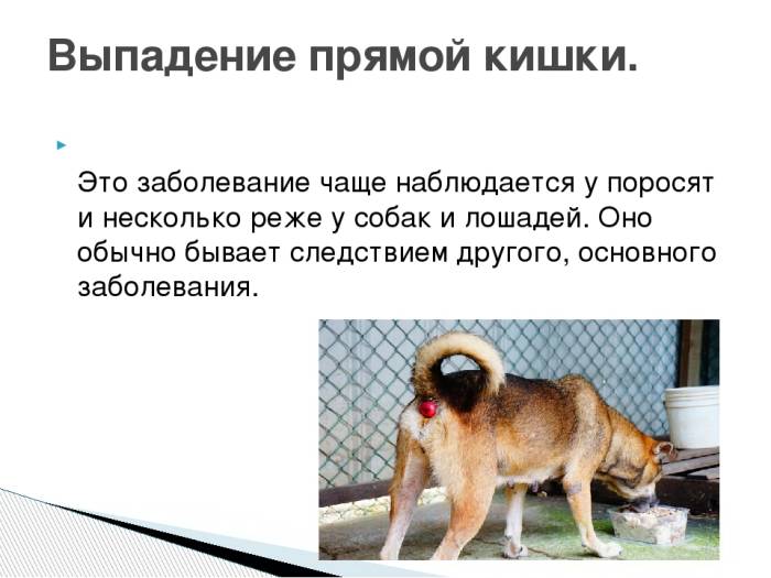 Выпадение матки у собак: причины, симптомы, лечение, восстановительный период и советы ветеринара