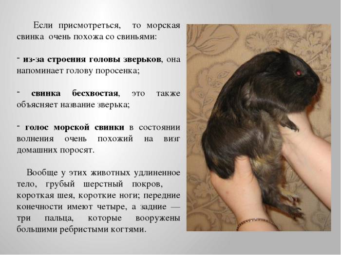 Особенности зрения морских свинок: что нужно знать