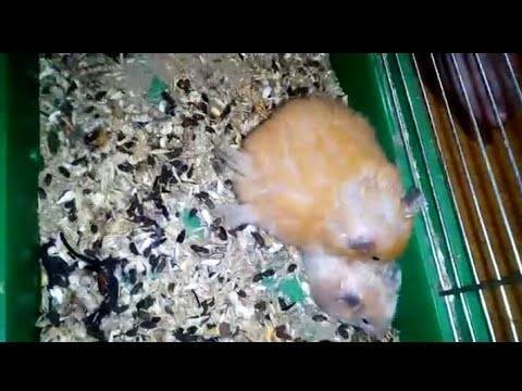 Можно ли скрещивать джунгарского и сирийского хомяка