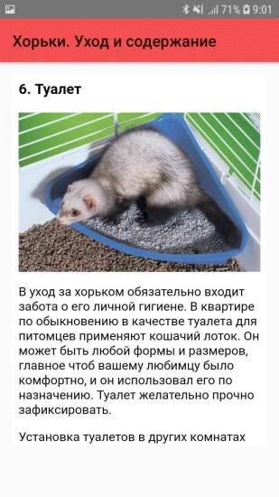 Хорьки домашние уход, содержание, чем кормить, сколько живут. | cельхозпортал