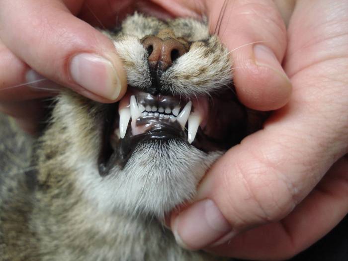 Зубы хомяка – сколько зубов и чем они их точат