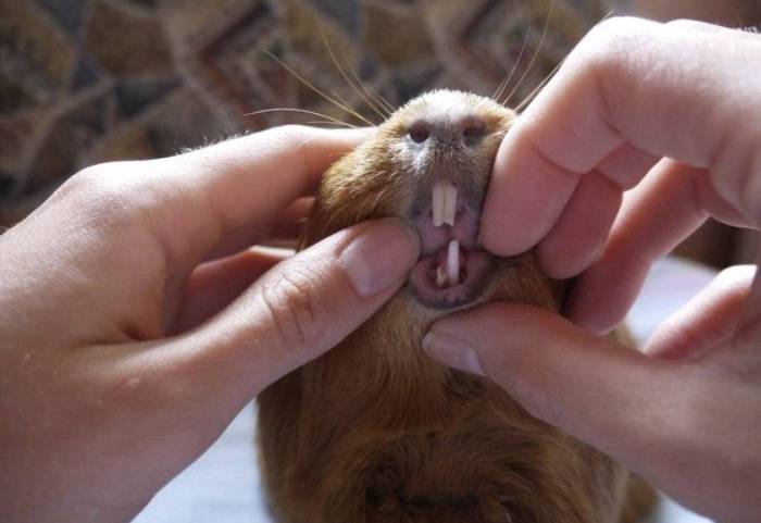 Морская свинка стучит зубами что это значит