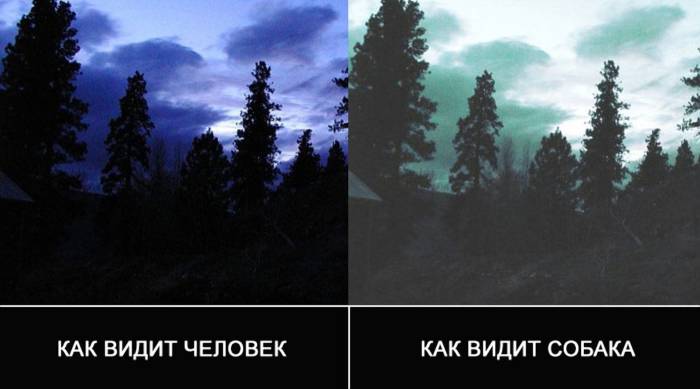 Как видят кошки: все о зрении питомцев