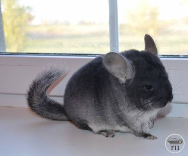 Содержание шиншиллы в домашних условиях: все за и против