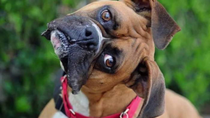 Зачем собаки наклоняют голову, когда слушают хозяина