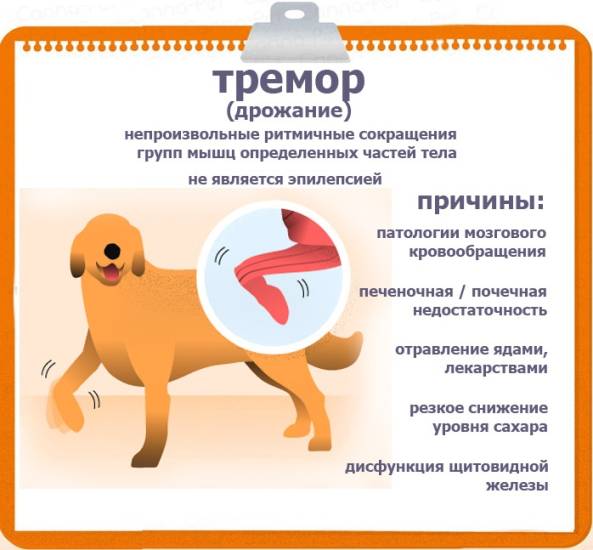 Круглосуточная ветеринарная клиника в подольске. судороги у собак: причины и лечение, виды судорог
