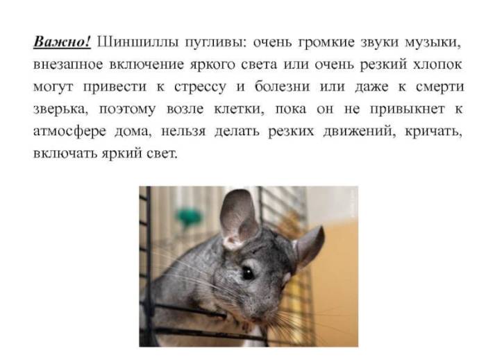 Отзывы владельцев: воняют ли морские свинки