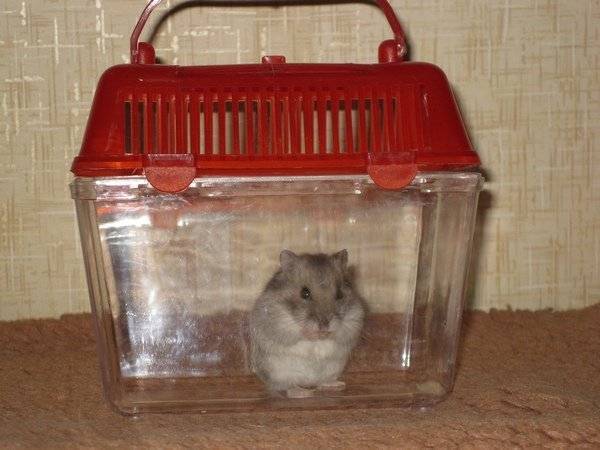 ᐉ переноска для хомяка и контейнер, можно ли перевозить хомяка в поезде, машине и самолете - zoopalitra-spb.ru