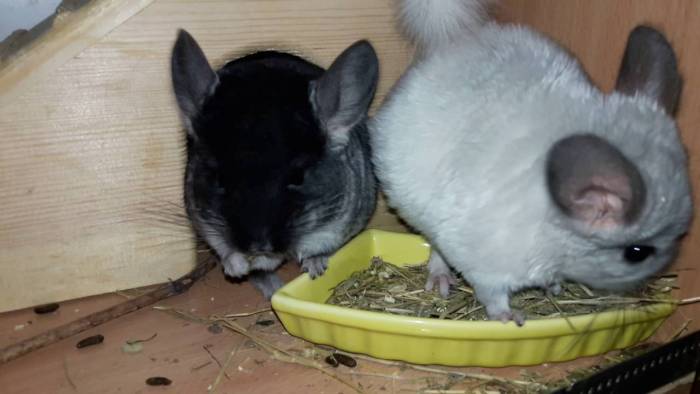 Судорожный синдром у детей и взрослых: причины, неотложная помощь, клиника