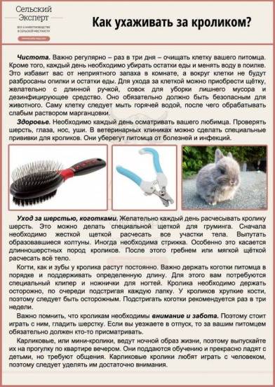 Декоративные кролики: содержние и уход в домашних условиях для начинающих