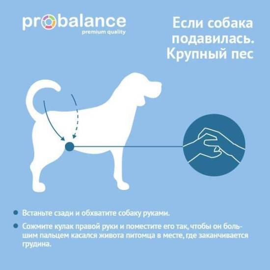 Собака кашляет как будто подавилась: почему и что делать