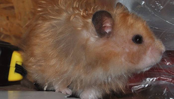 Обсуждаем, как лучше и быстрей приручить хомяка к рукам. способы налаживания контакта со зверьком - твой питомец