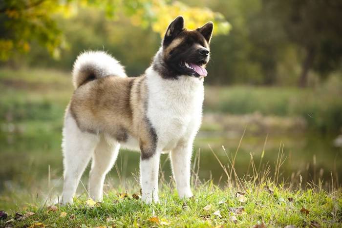 Собака американский акита - характеристика и описание породы