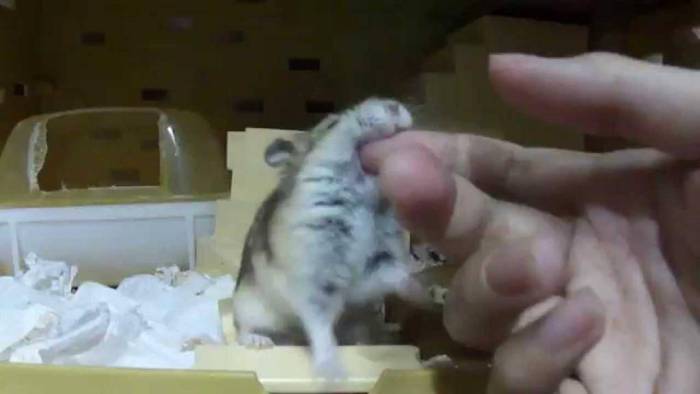 Морская свинка кусается, выясняем причину и отучаем зверька.