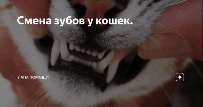 Сколько зубов у кошки — схема, у котнка, взрослой особи
