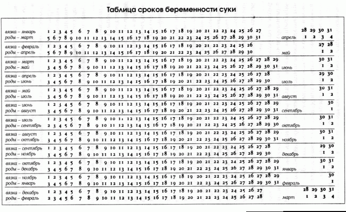 Сколько длится беременность у собак