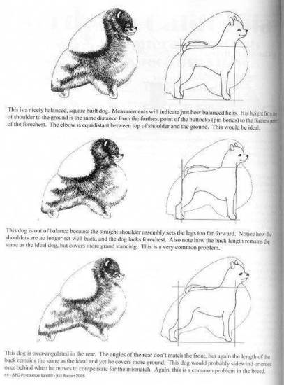 Вязка шпицев – первая течка у сук, как развязать кобеля