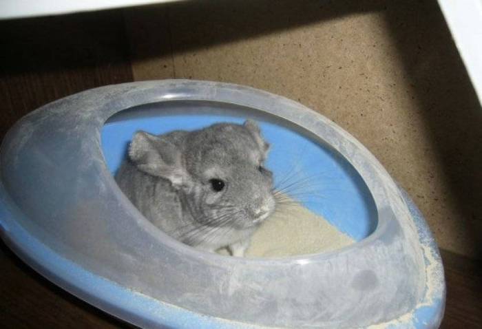 ᐉ шиншилла купается: выбор песка для купания, правила купания - zooon.ru