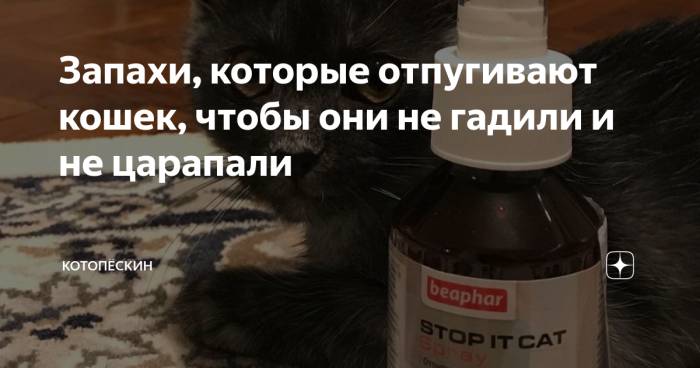 Какой запах не любят собаки