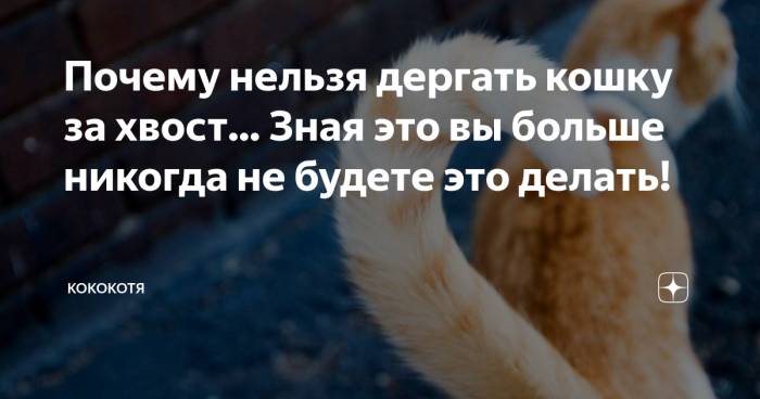 Зачем кошке хвост: как он устроен и что о нём нужно знать