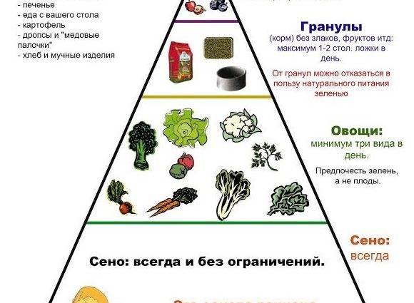 Какой травой нельзя кормить кроликов, а что можно давать: подробный список