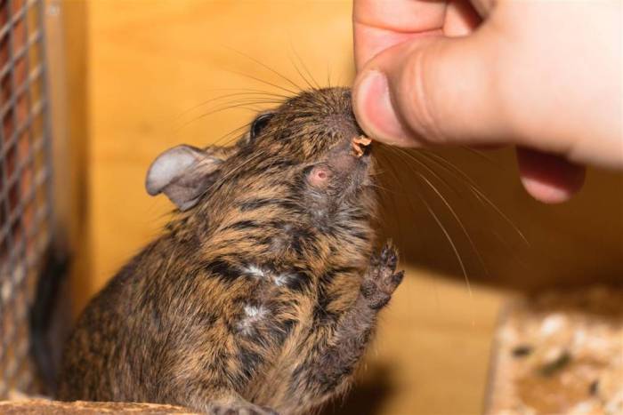 Иммунные реакции на пищу – пищевая аллергия разных типов – часть 2