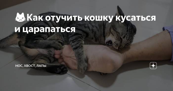 Как отучить котенка кусаться и царапаться — 10 советов