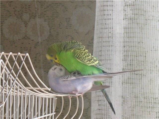 Причины, по которым попугаи дерутся между собой