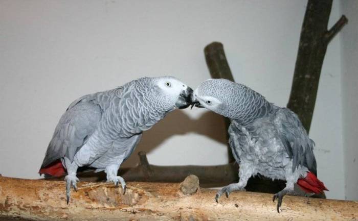 Попугай жако: фото, виды, особенности, интеллект, содержание дома