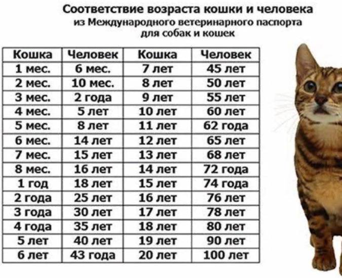 Как определить возраст кота или кошки по внешним признакам — pet-mir.ru