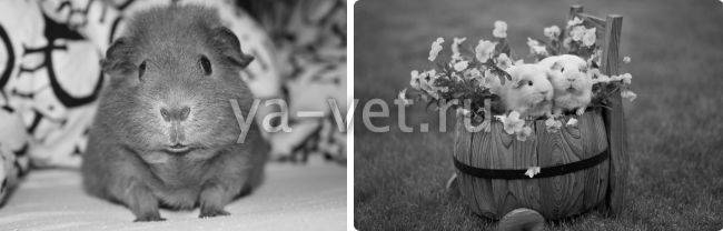 Острая кишечная инфекция у детей - виды, причины развития, симптомы, диагностика и лечение | см-клиника